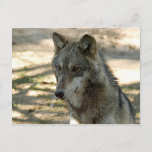 Grauwolf-21 Postkarte