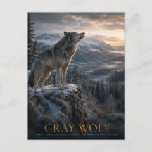 Grauwolf-Berg-Wilderness-Tiere