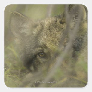 Grauwolf (Canis lupus) allein, versteckt sich in Quadratischer Aufkleber