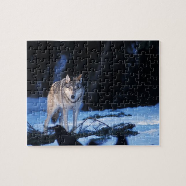 Grauwolf, Canis lupus, am Fuße (Horizontal)