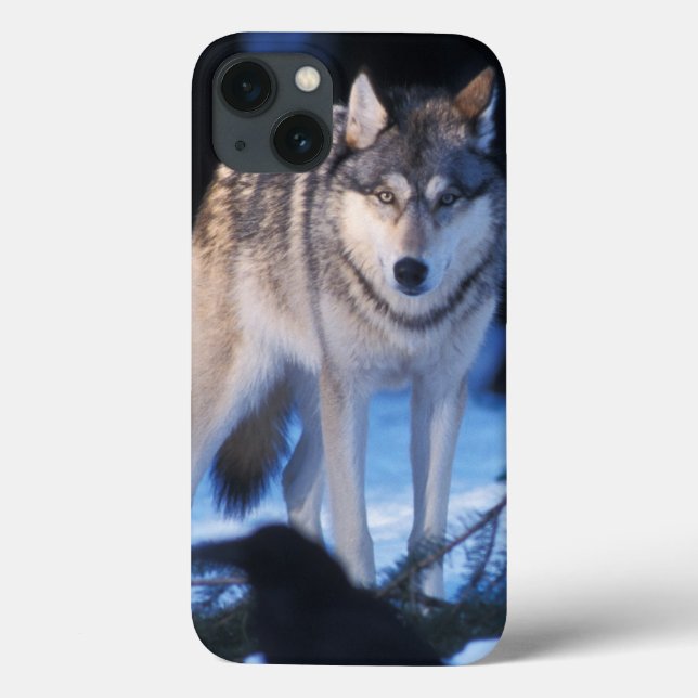 Grauwolf, Canis lupus, am Fuße Case-Mate iPhone Hülle (Rückseite)