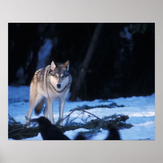 Grauwolf, Canis lupus, am Fuße der 3 Poster (Vorne)