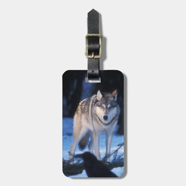 Grauwolf, Canis lupus, am Fuße Gepäckanhänger (Vorderseite vertikal)