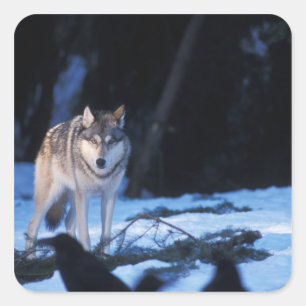 Grauwolf, Canis lupus, am Fuße Quadratischer Aufkleber
