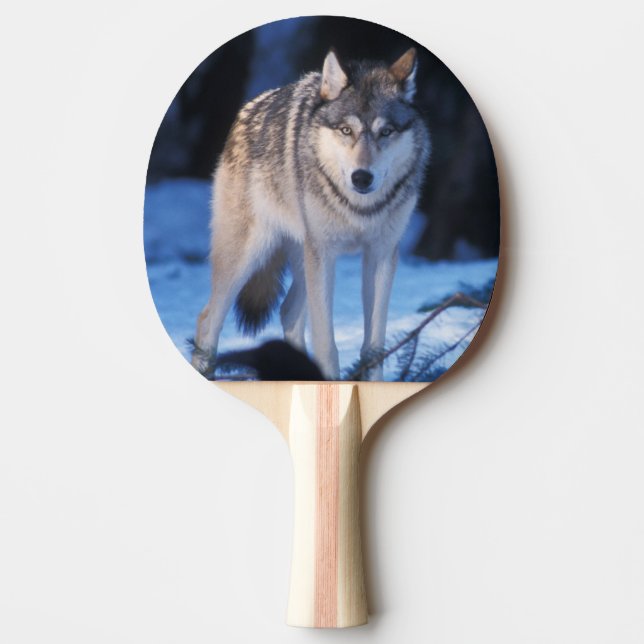 Grauwolf, Canis lupus, am Fuße Tischtennis Schläger (Vorderseite)