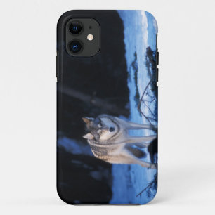 Grauwolf, Canis lupus, am Vorgebirge Case-Mate iPhone Hülle