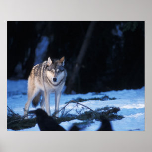 Grauwolf, Canis lupus, am Vorgebirge Poster