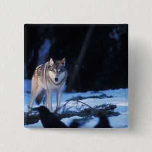 Grauwolf, Canis lupus, im Vorgebirge Button