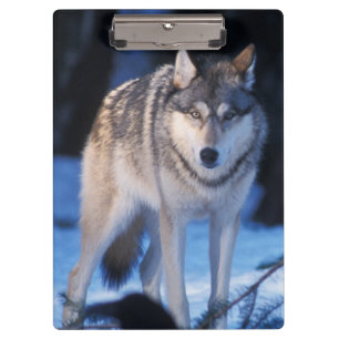 Grauwolf, Canis lupus, im Vorgebirge Klemmbrett