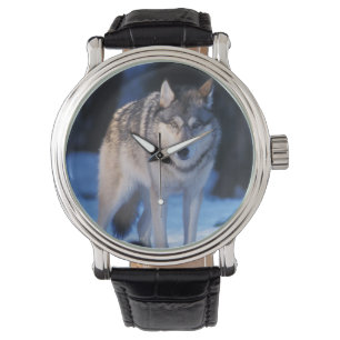 Grauwolf, Canis lupus, in den Vorgebirgen Armbanduhr