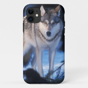 Grauwolf, Canis lupus, in den Vorgebirgen iPhone 11 Hülle