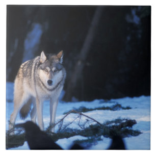 Grauwolf, Canis lupus, in den Vorgebirgen Fliese