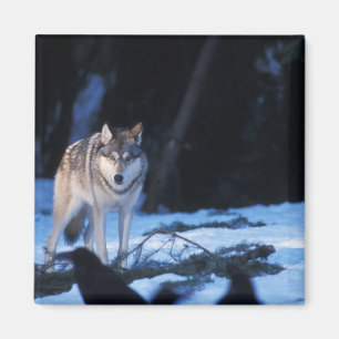 Grauwolf, Canis lupus, in den Vorgebirgen Magnet