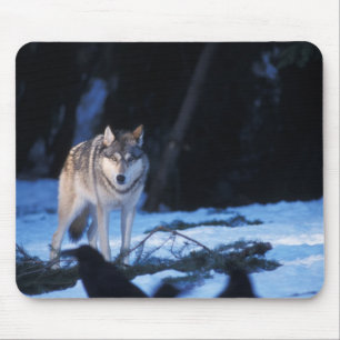 Grauwolf, Canis lupus, in den Vorgebirgen Mousepad