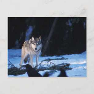 Grauwolf, Canis lupus, in den Vorgebirgen Postkarte