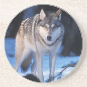 Grauwolf, Canis lupus, in den Vorgebirgen Sandstein Untersetzer
