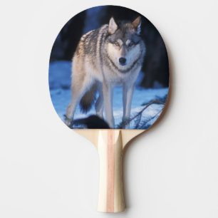 Grauwolf, Canis lupus, in den Vorgebirgen Tischtennis Schläger