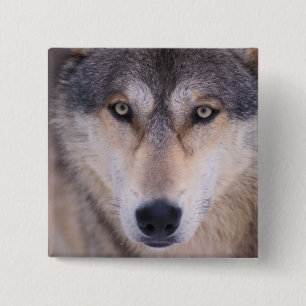 Grauwolf, Canis lupus, nah Button