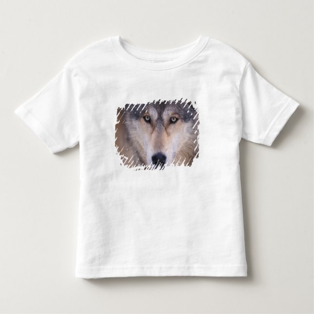 Grauwolf, Canis lupus, nah Kleinkind T-shirt (Vorderseite)