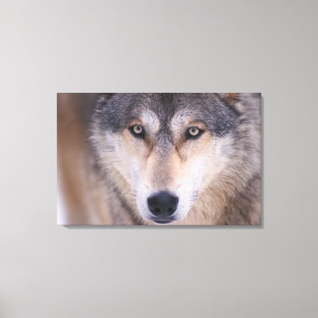 Grauwolf, Canis lupus, nah Leinwanddruck (Vorderseite)