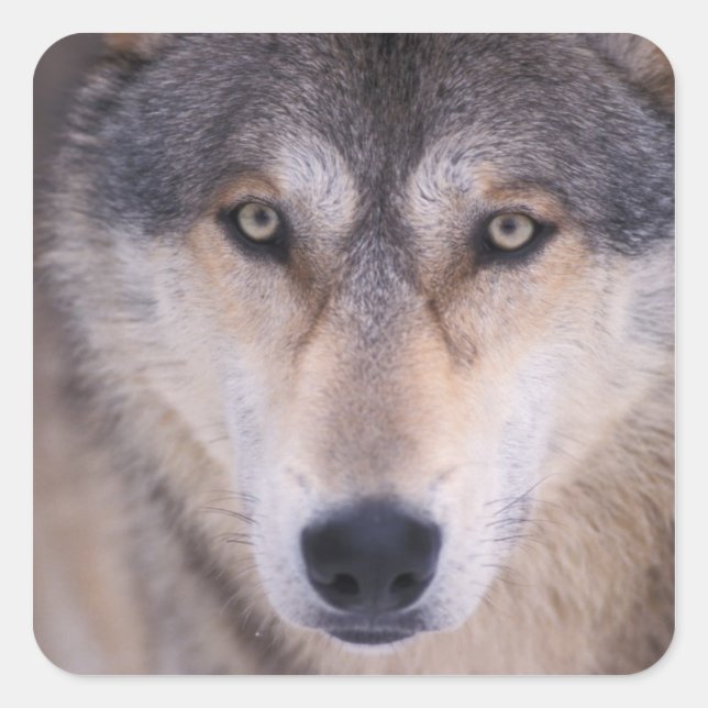 Grauwolf, Canis lupus, nah Quadratischer Aufkleber (Vorderseite)