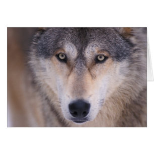 Grauwolf, Canis lupus, Nahaufnahme der Augen