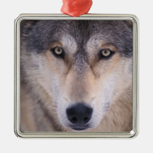 Grauwolf, Canis lupus, Nahaufnahme der Augen Ornament Aus Metall