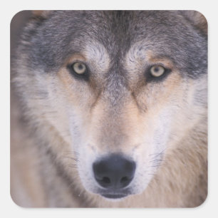 Grauwolf, Canis lupus, Nahaufnahme der Augen Quadratischer Aufkleber