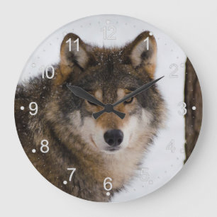 Grauwolf Große Wanduhr