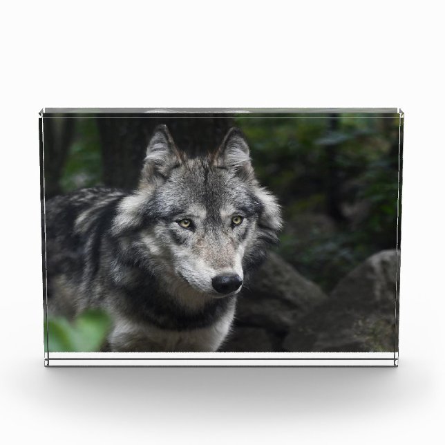Grauwolf in freier Wildbahn Fotoblock (Vorderseite)