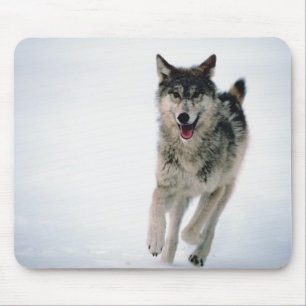 Grauwolf läuft mousepad