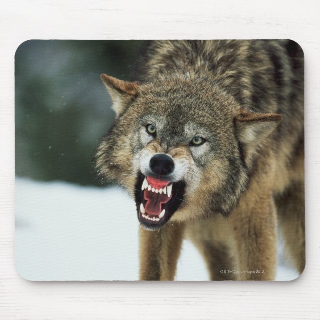 Grauwolf Mousepad (Vorne)