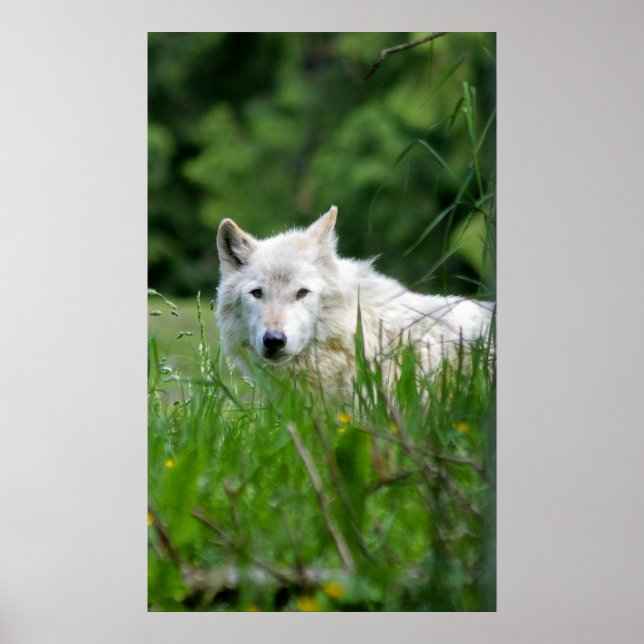 Grauwolf Poster (Vorne)