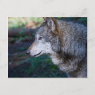 Grauwolf Postkarte