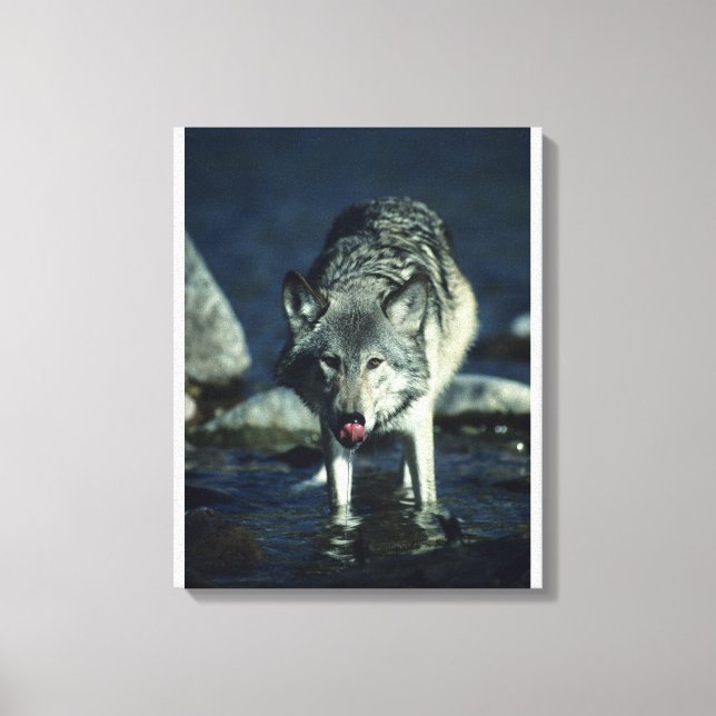 Grauwolf trinkt im Herbst Leinwanddruck (Vorderseite)