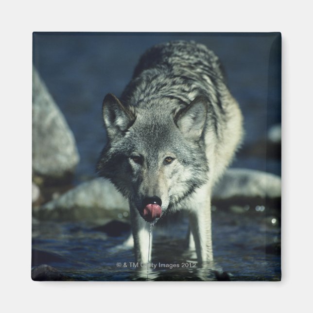 Grauwolf trinkt im Herbst Magnet (Vorne)
