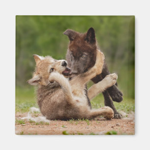 Grauwolf-Welpen ringen Magnet
