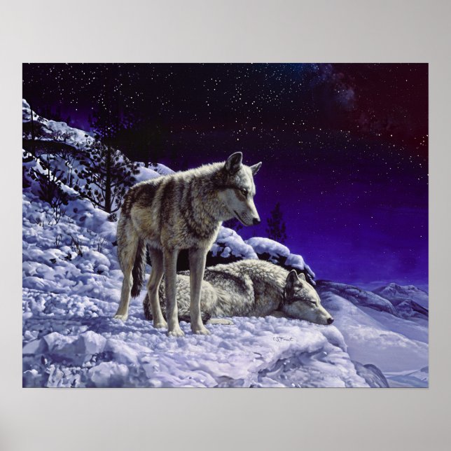 Grauwölfe im Winterschnee in der Nacht Poster (Vorne)