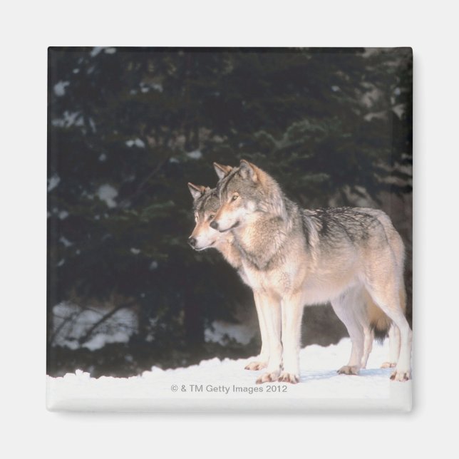 Grauwölfe Magnet (Vorne)
