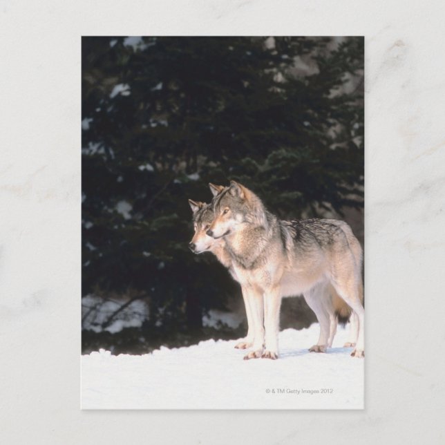 Grauwölfe Postkarte (Vorderseite)