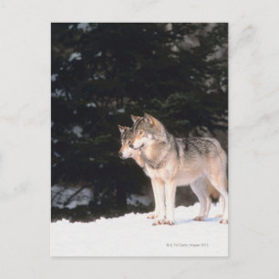Grauwölfe Postkarte