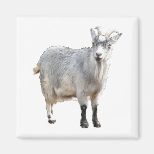 Grauziegenfarm Tiernaturfotografie Magnet