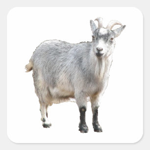 Grauziegenfarm Tiernaturfotografie Quadratischer Aufkleber