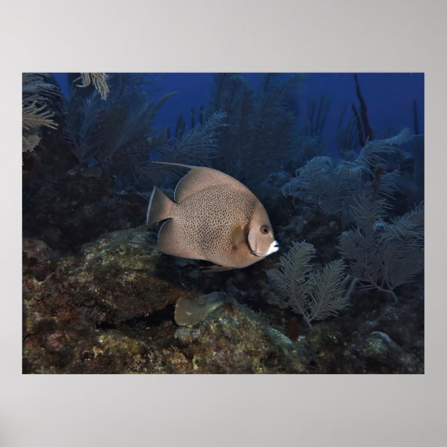 Gray Angelfish on Overcast Day Poster (Vorne)