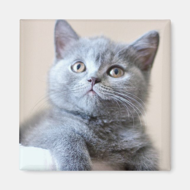 Gray British Shorthair Cat Magnet (Vorne)