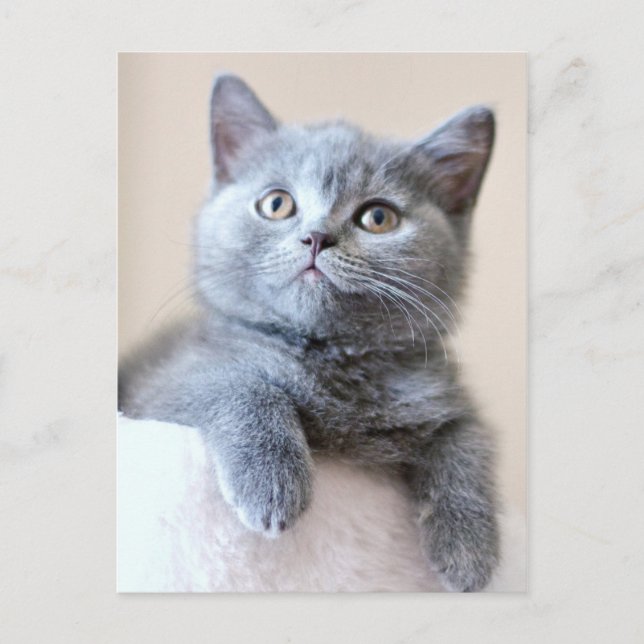 Gray British Shorthair Cat Postkarte (Vorderseite)