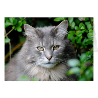 Gray Cat