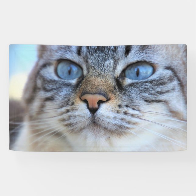 Gray Cat Banner (Horizontal)