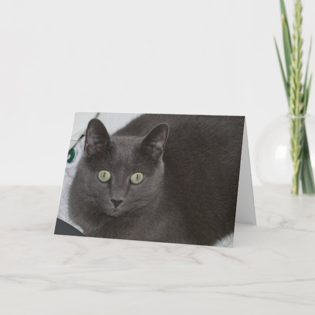Gray Cat Karte (Vorderseite)