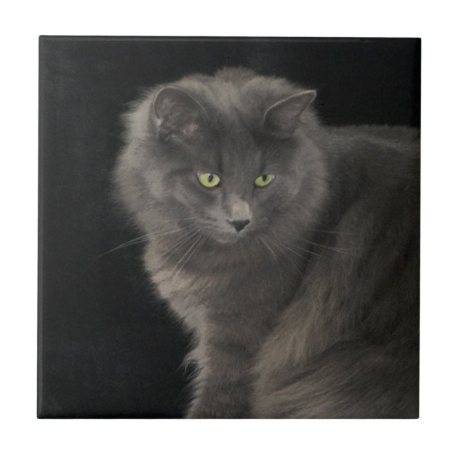 Gray Cat Long Hair Russian Blue Kitten Niedlich  Fliese (Vorderseite)